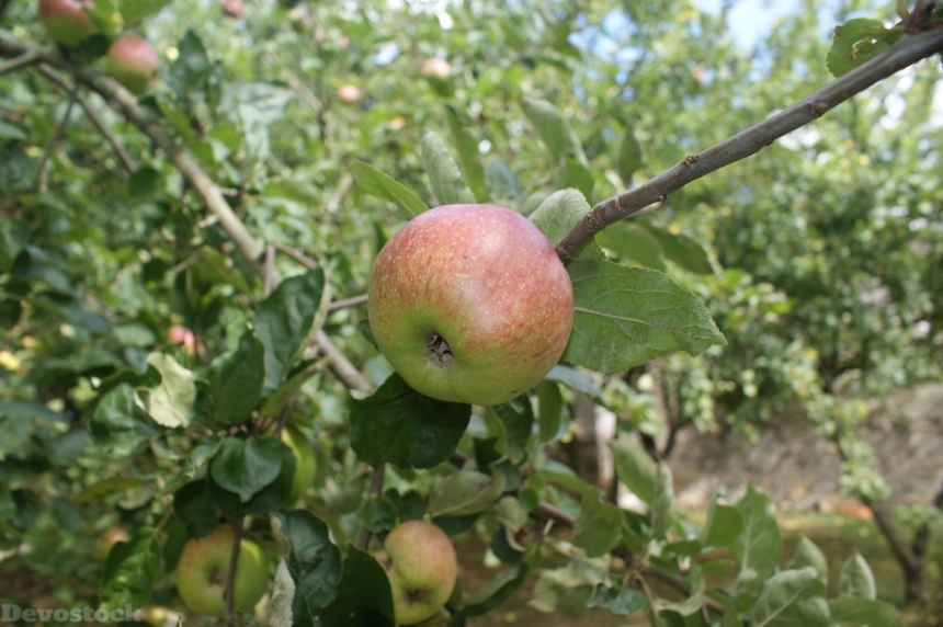 Devostock Apple Orchard Autumn Tree