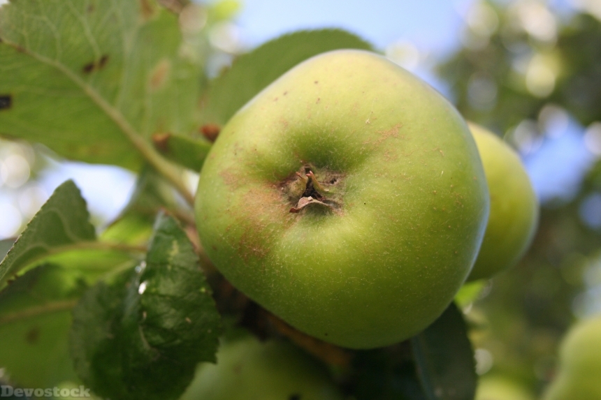 Devostock Apple Organic Food Fresh