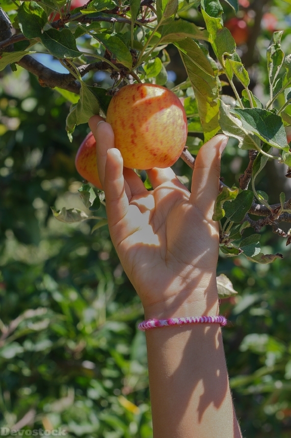 Devostock Apple Picking Fruit Farm