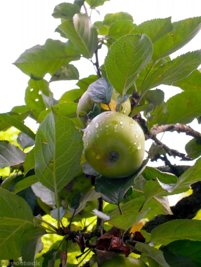 Devostock Apple Raindrop Green Fruit
