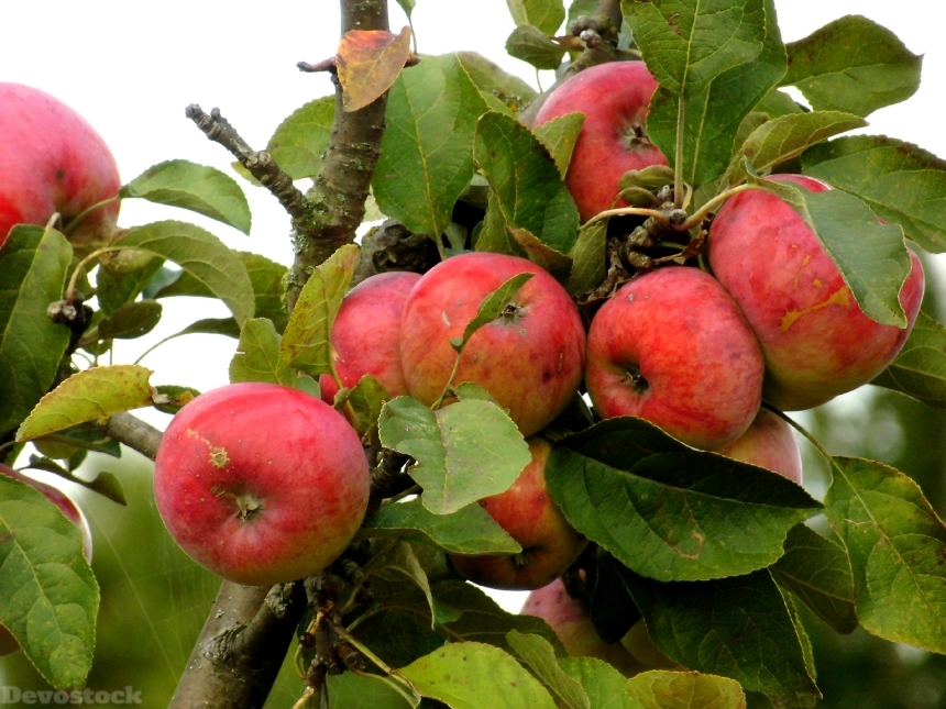Devostock Apple Red Apple Tree 2
