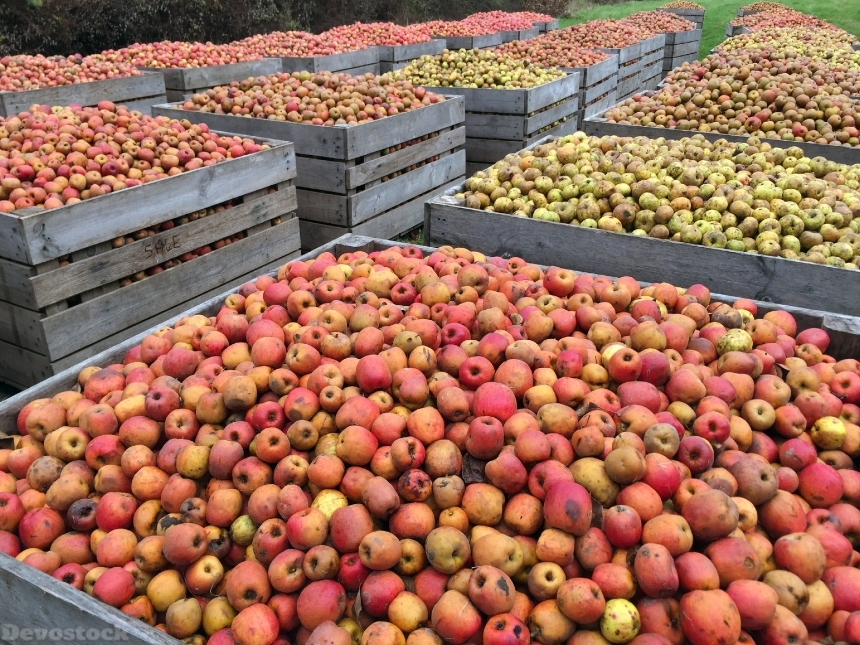 Devostock Apple Red Apples Harvest 0
