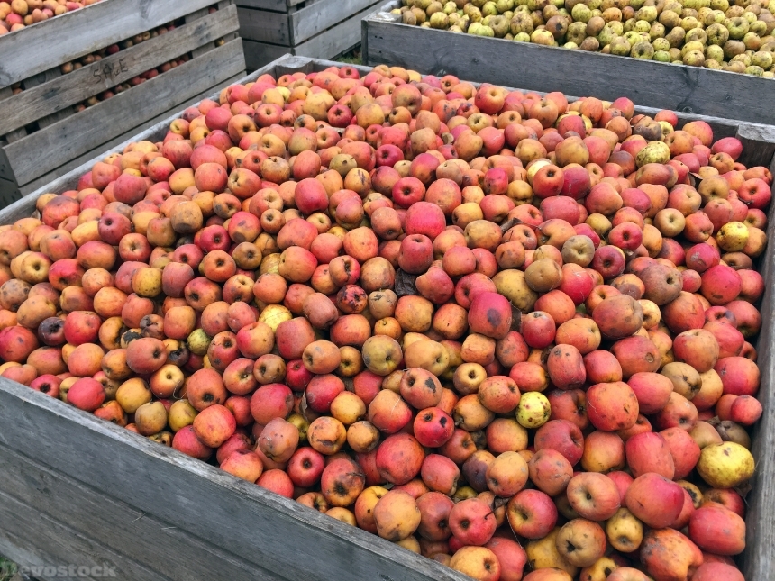 Devostock Apple Red Apples Harvest