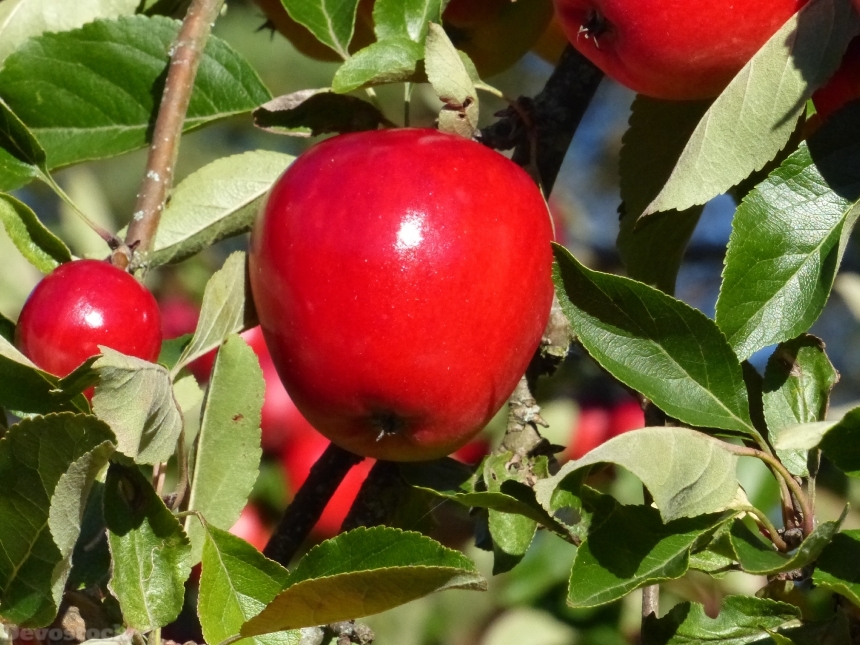 Devostock Apple Red Autumn Fruit 0