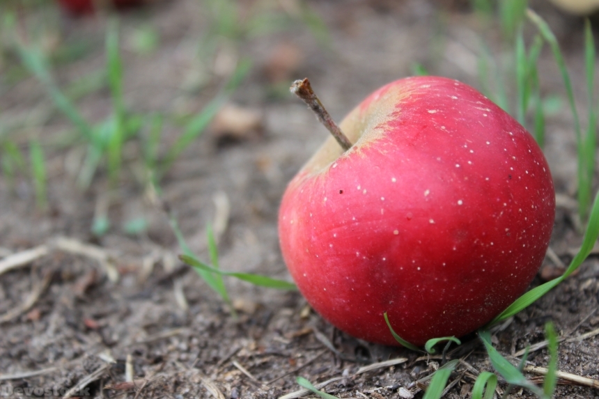 Devostock Apple Red Fruit 266087