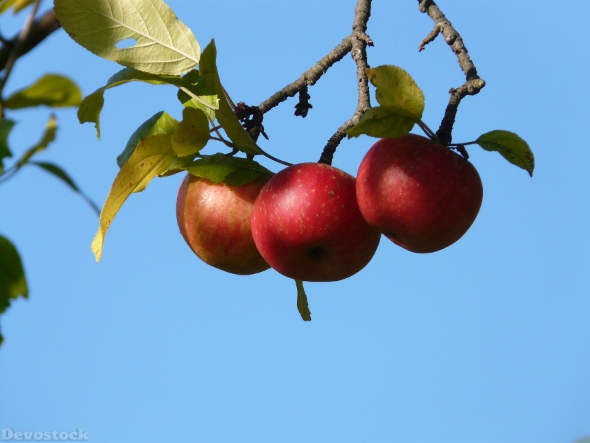 Devostock Apple Red Fruit Apple 0