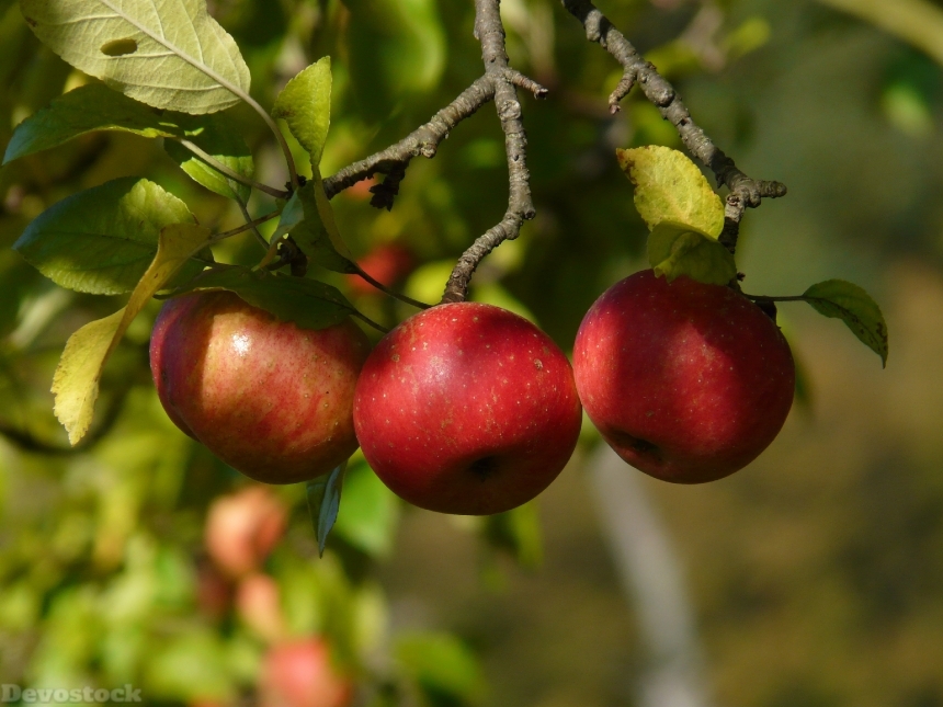 Devostock Apple Red Fruit Apple