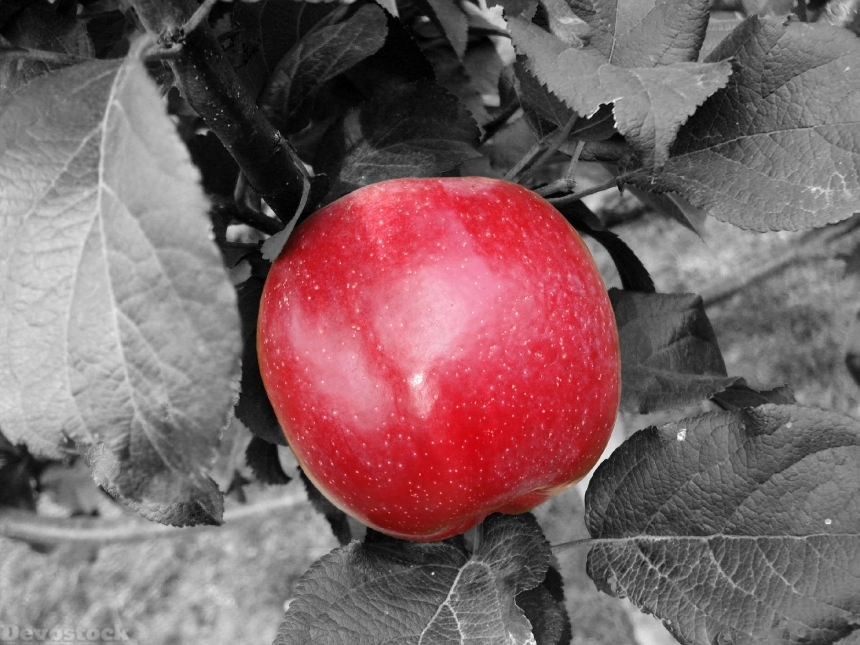 Devostock Apple Red Fruit Food 7