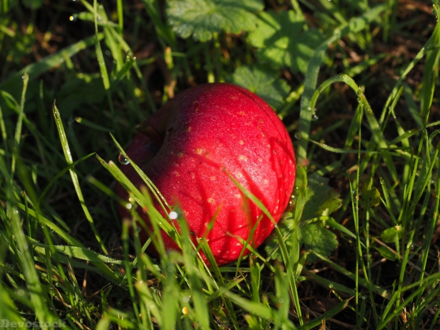 Devostock Apple Red Fruit Healthy 3