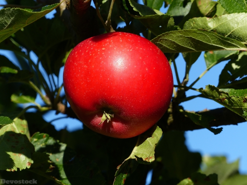 Devostock Apple Red Fruit Tree