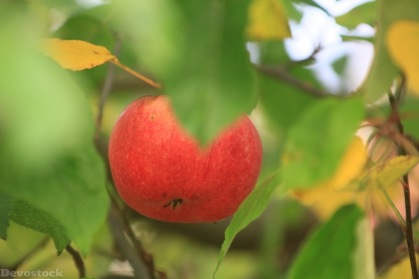 Devostock Apple Red Green Fruit 0