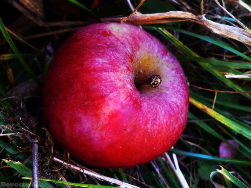 Devostock Apple Red Nature Fruit