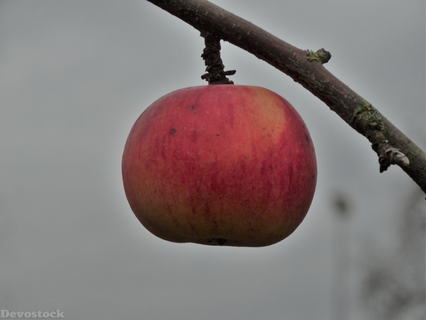 Devostock Apple Ripe Fruit Road