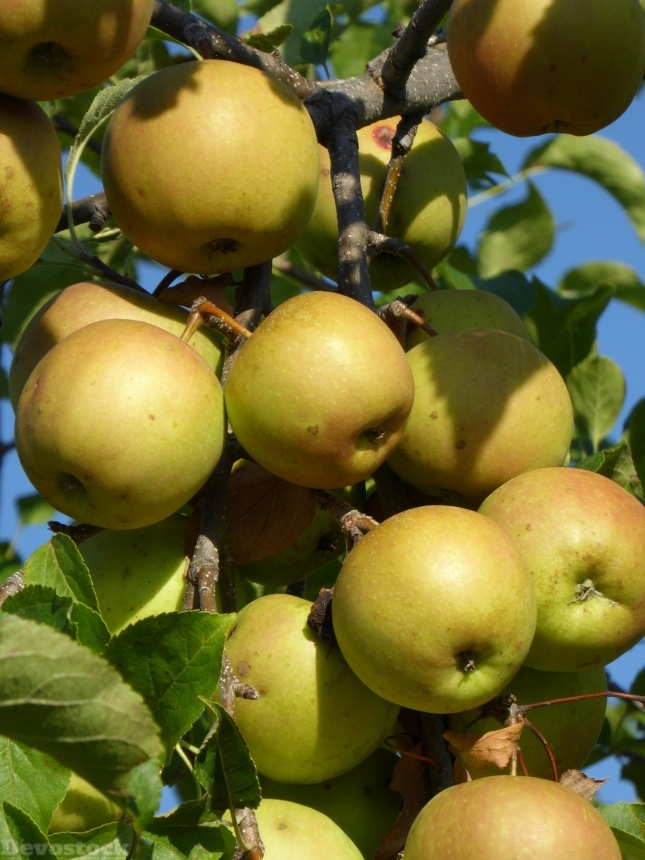 Devostock Apple Ripe Tree Fruit