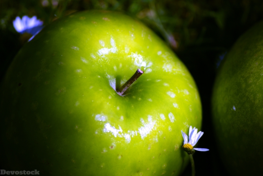 Devostock Apple Shine Daisy Garden