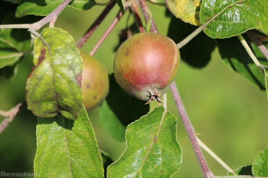 Devostock Apple Small Fruit Nutrition