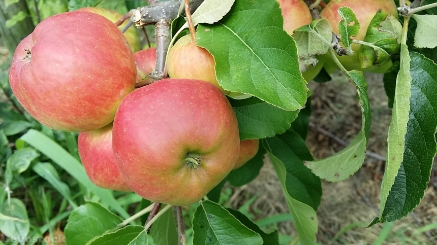 Devostock Apple Summer Fruit Frisch