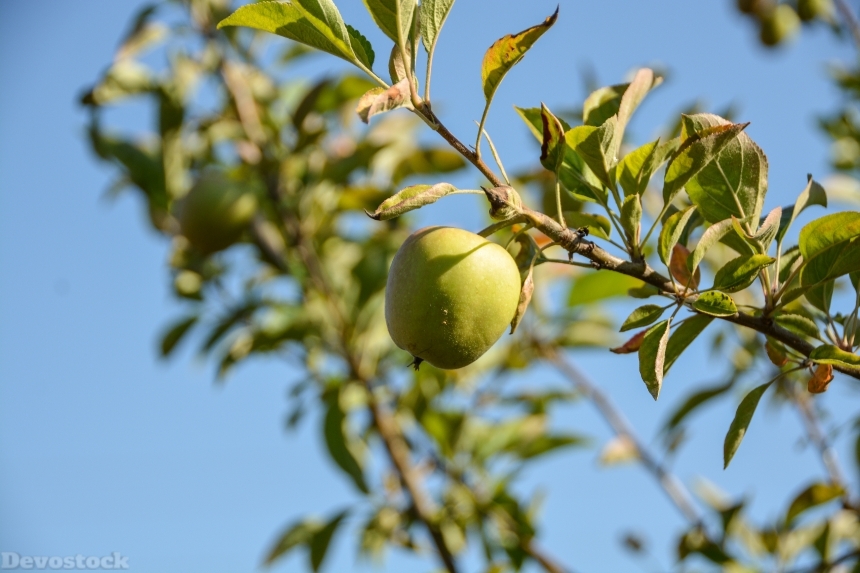 Devostock Apple Summer Fruit Tree