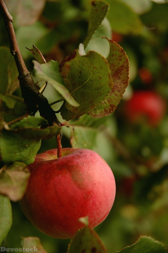 Devostock Apple Tasty Red Fruit