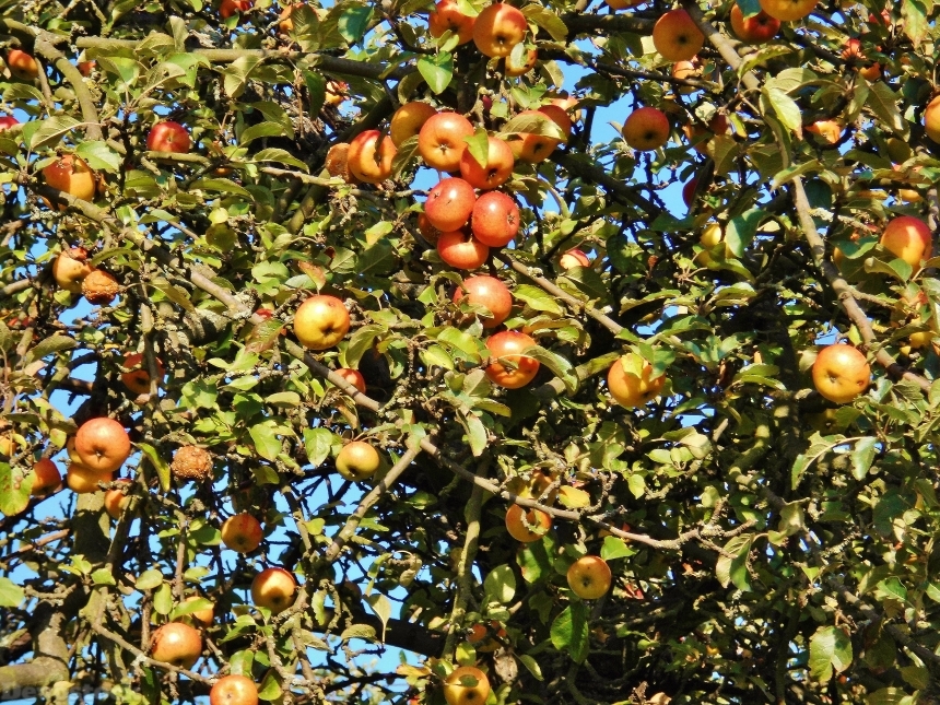 Devostock Apple Tree Apfelernte October
