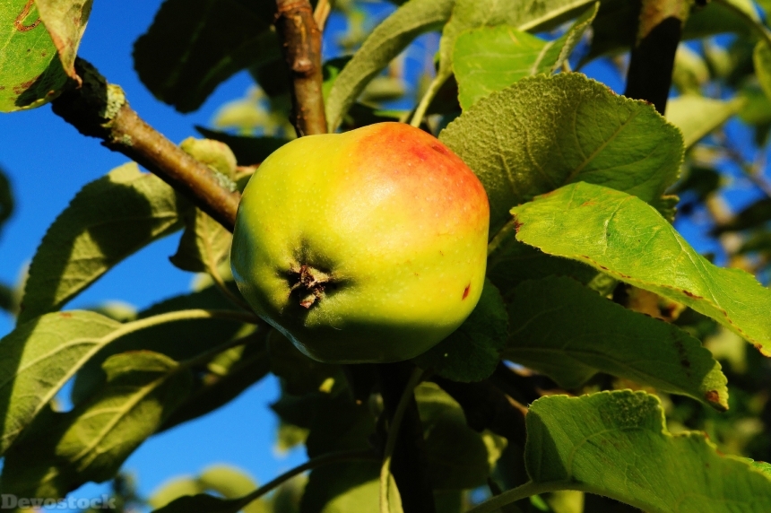 Devostock Apple Tree Apple Branch