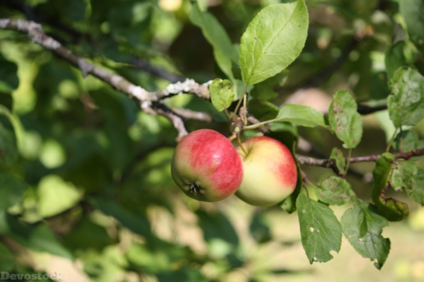 Devostock Apple Tree Apple Fruit 1