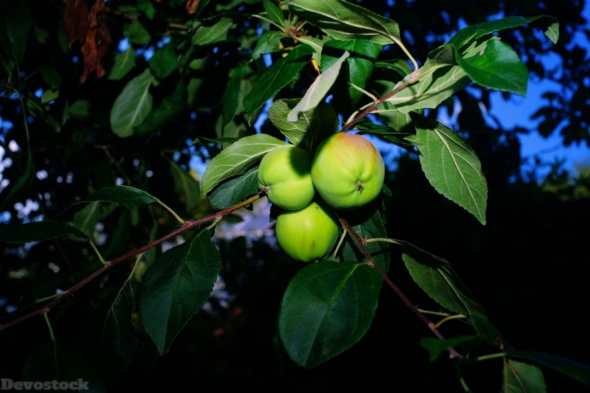 Devostock Apple Tree Apple Fruit 10