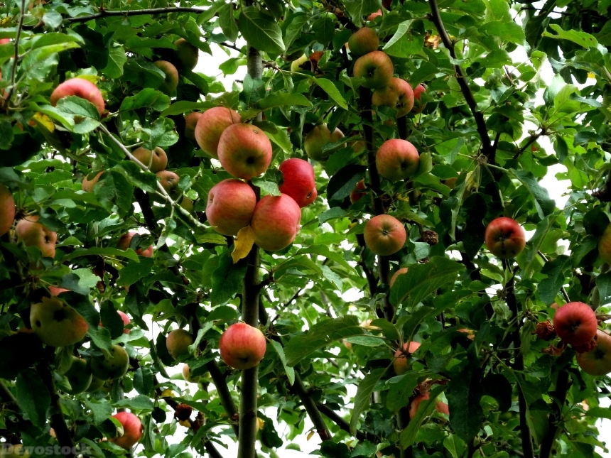 Devostock Apple Tree Apple Fruit 11
