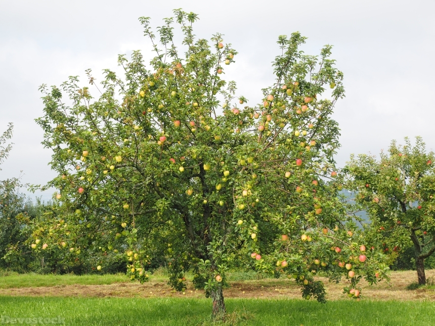 Devostock Apple Tree Apple Fruit 3
