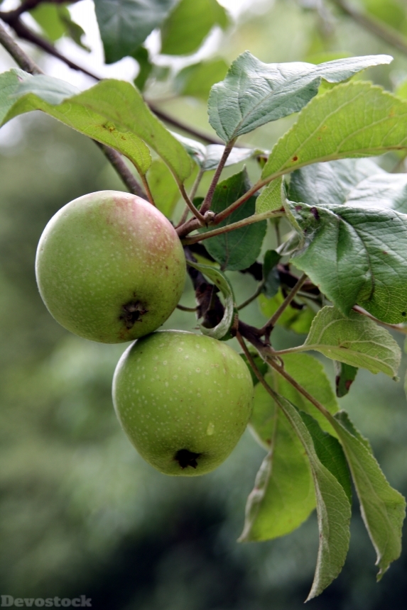 Devostock Apple Tree Apple Fruit