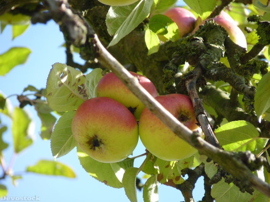 Devostock Apple Tree Apple Fruit 4