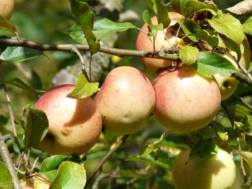 Devostock Apple Tree Apple Fruit 5