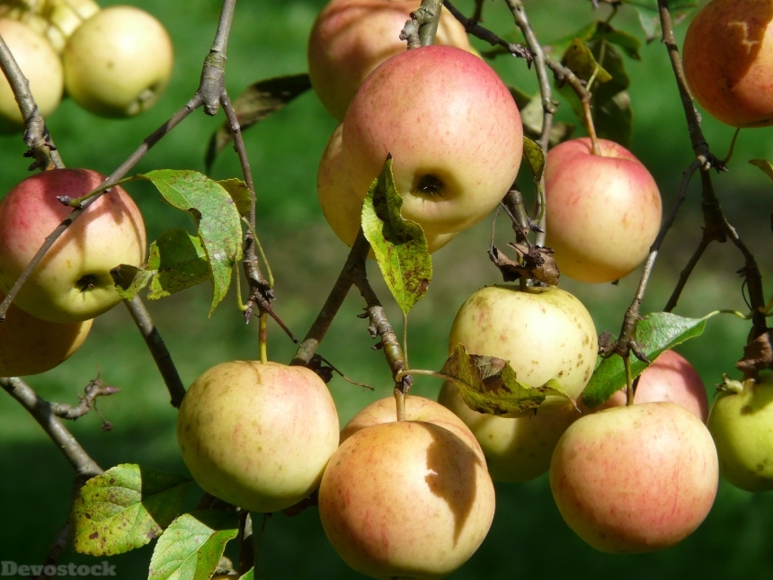 Devostock Apple Tree Apple Fruit 6