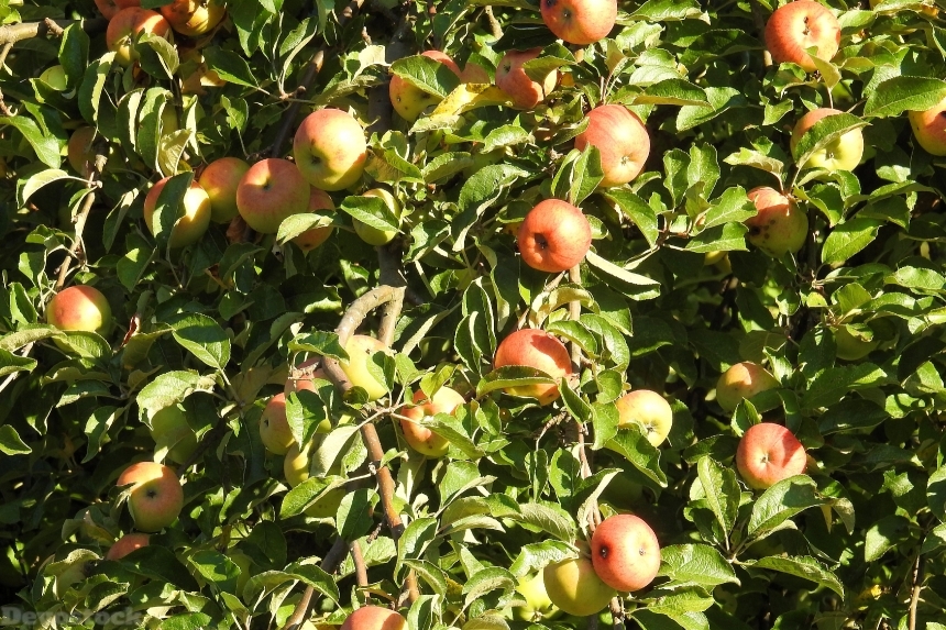 Devostock Apple Tree Apple Fruit 7