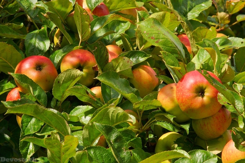 Devostock Apple Tree Apple Fruit 8