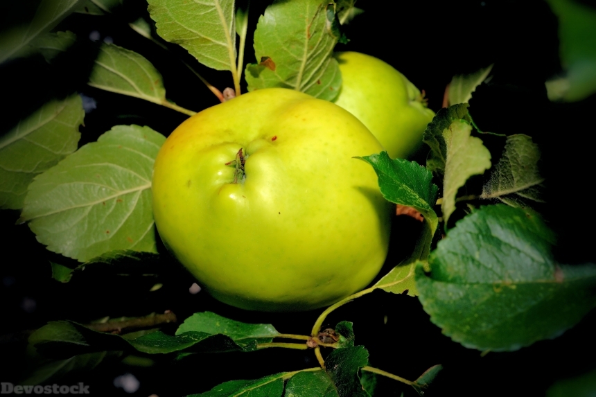 Devostock Apple Tree Apple Green