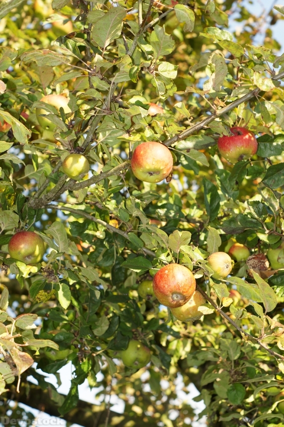 Devostock Apple Tree Apple Leaves