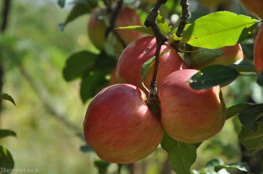 Devostock Apple Tree Apple Summer