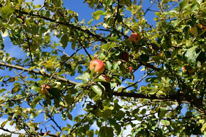 Devostock Apple Tree Apple Tree 4