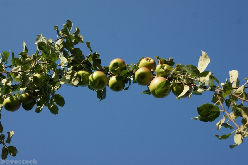 Devostock Apple Tree Apple Tree 5