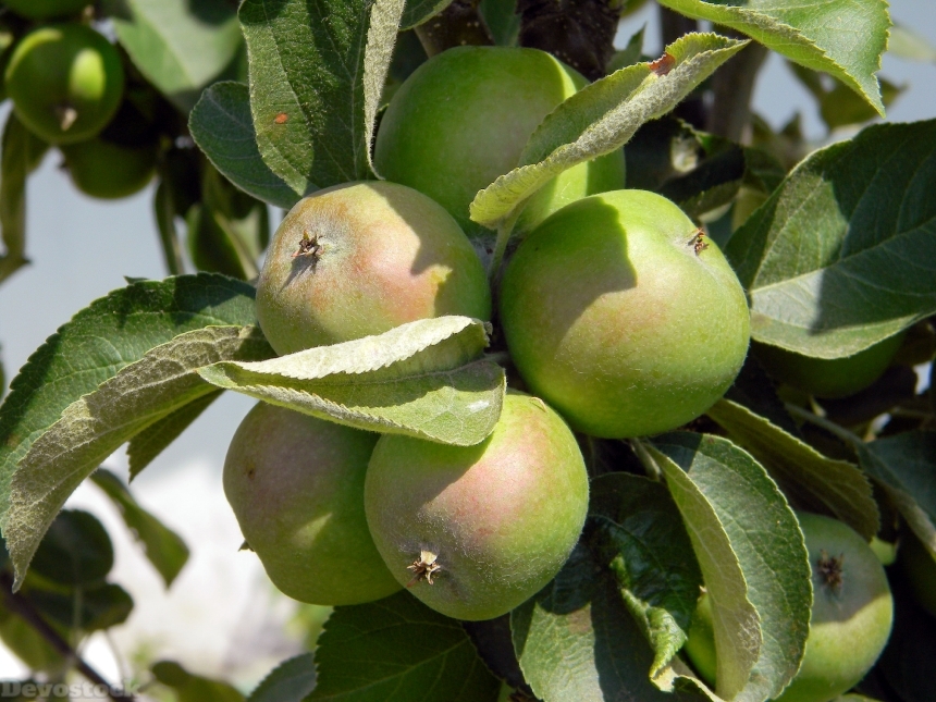 Devostock Apple Tree Apples Harvest