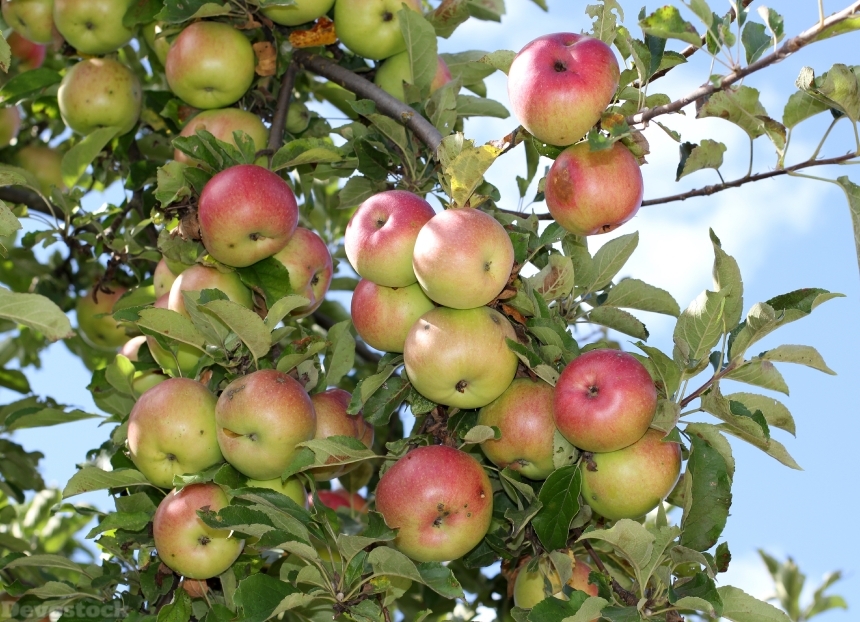 Devostock Apple Tree Apples Tree