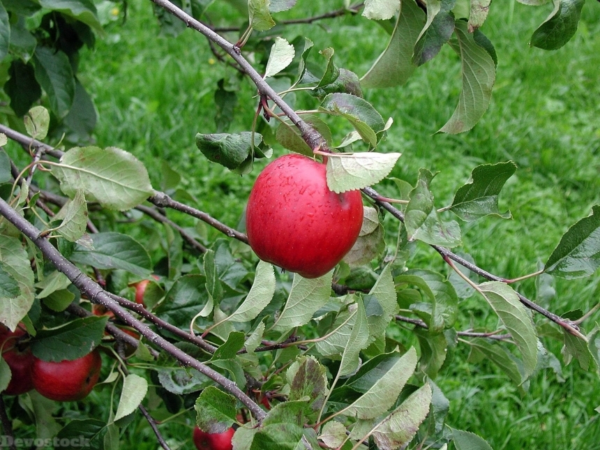 Devostock Apple Tree Branch Fruit