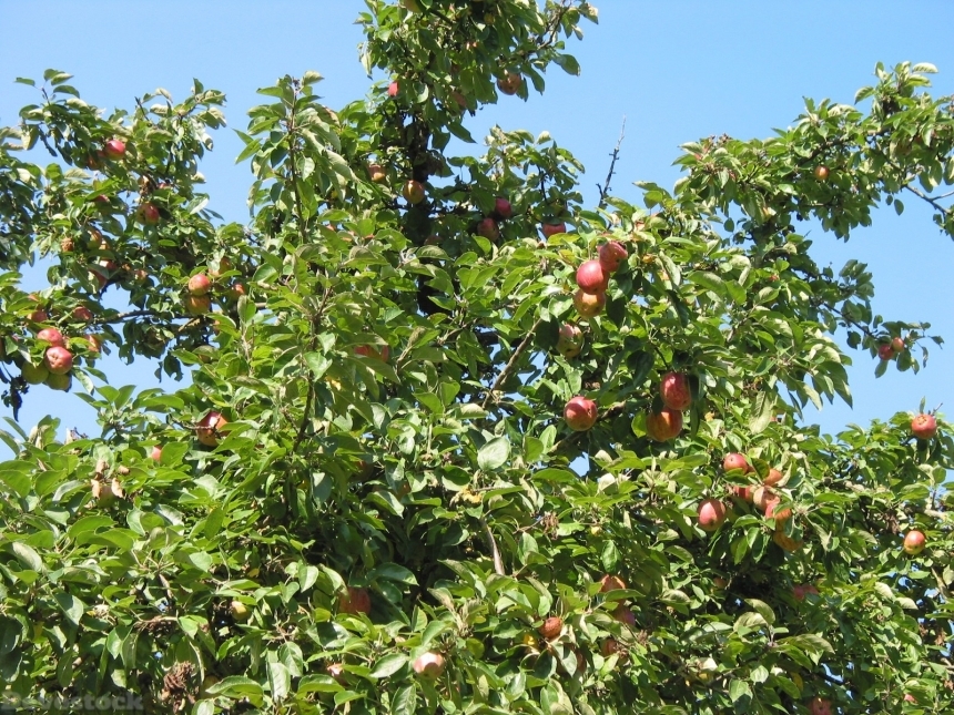 Devostock Apple Tree Crown Fruit
