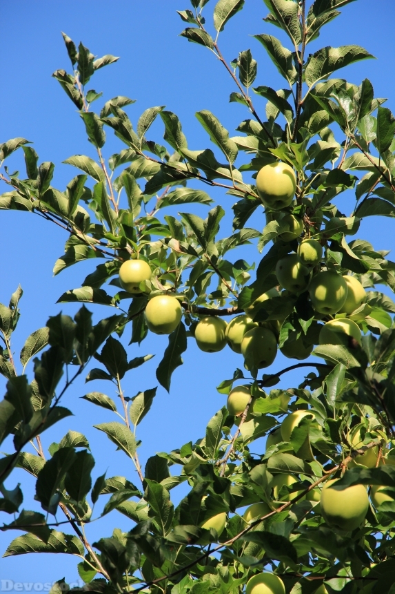 Devostock Apple Tree Fruit Apple 1