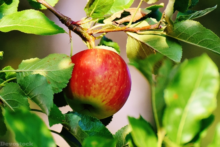 Devostock Apple Tree Fruit Apple 3