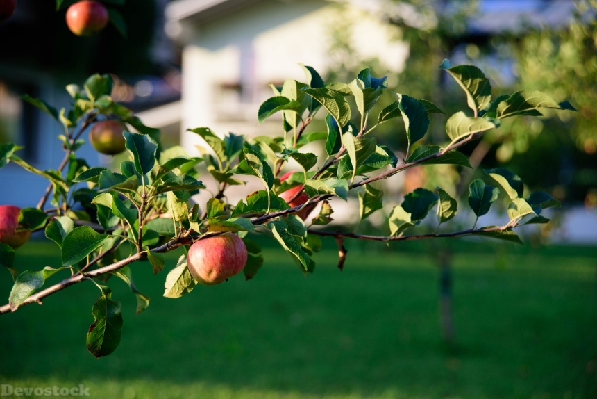 Devostock Apple Tree Fruit Apple 4
