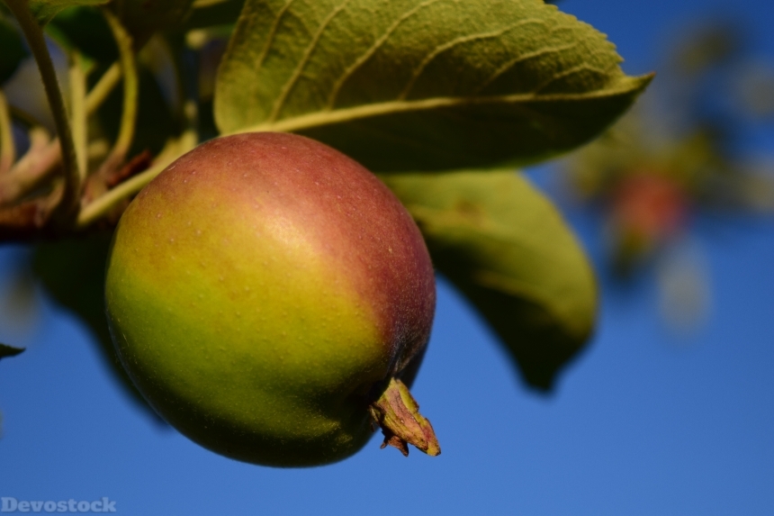 Devostock Apple Tree Fruit Apple 5