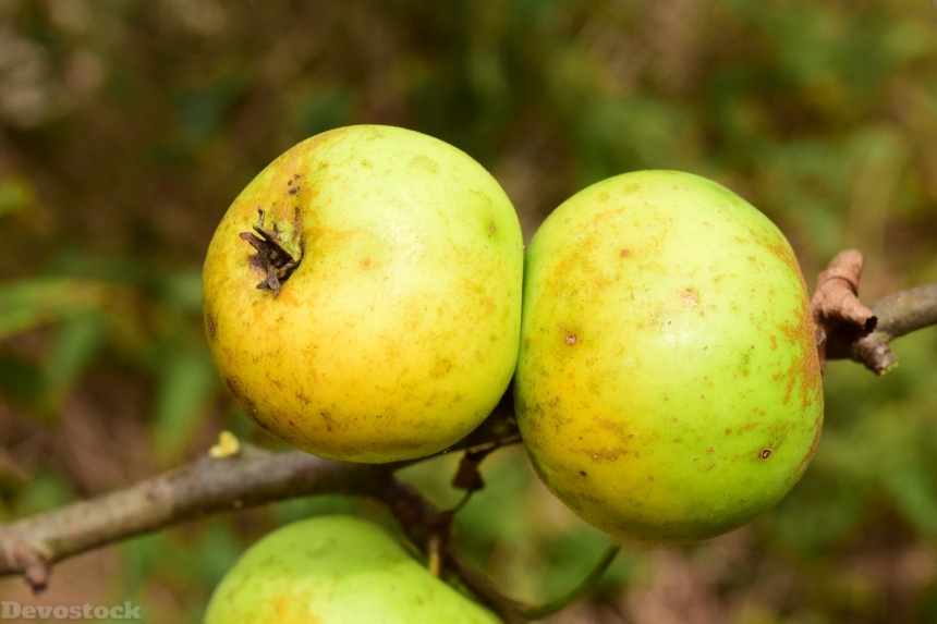 Devostock Apple Tree Fruit Apple 6