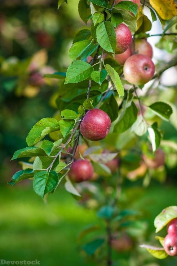 Devostock Apple Tree Fruit Food 0